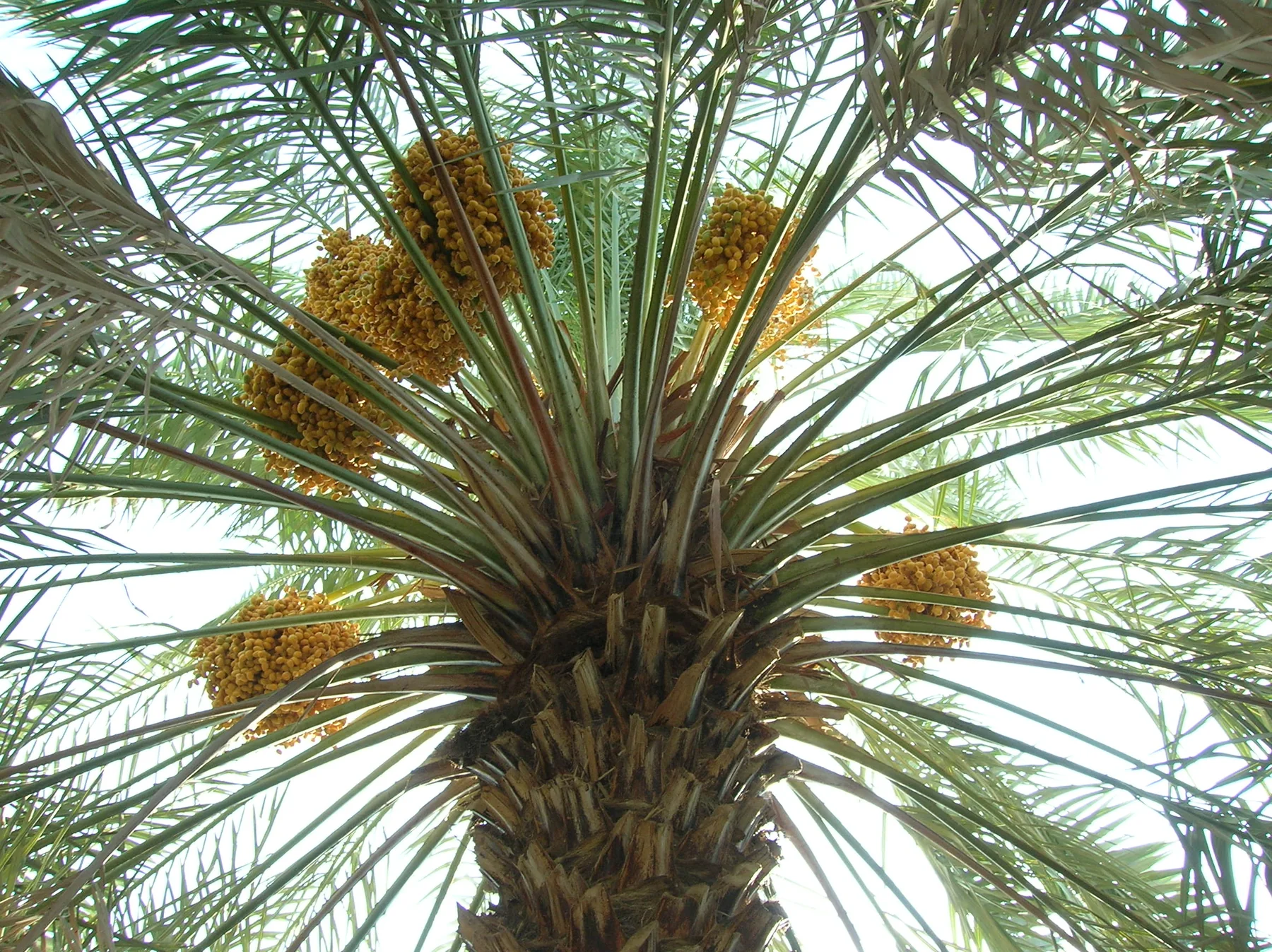Iranian Dates